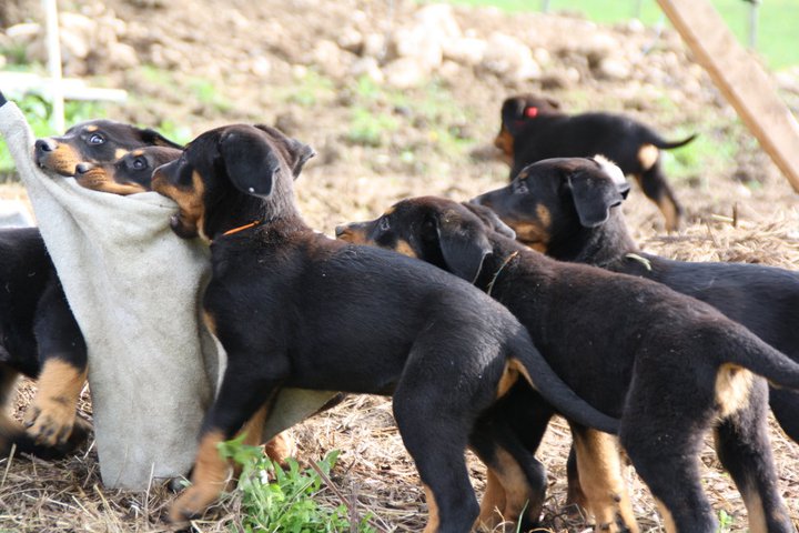 Beaucerons lignée de travail en Savoie : Bastet x Radamès 216391_220239554658365_118224571526531_1013897_6336772_n