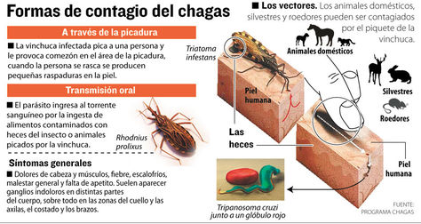 Hasta 40.000 personas podrían estar afectadas de Chagas en España Infografia-mal-Chagas_LRZIMA20120518_0022_11