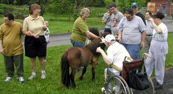 Donkey Therapy العلاج بالحمير . Image030-736460