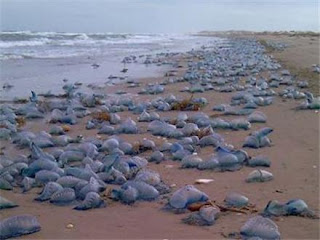 Seguimiento de animales muertos y o migracion de forma masiva , ahora  a NIVEL MUNDIAL!!!! - Página 8 P_JELLY_FISH_10