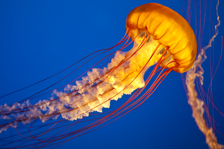  : Jellyfish Omar