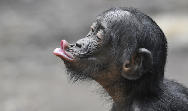 Vieux guide Bonobo-Junior