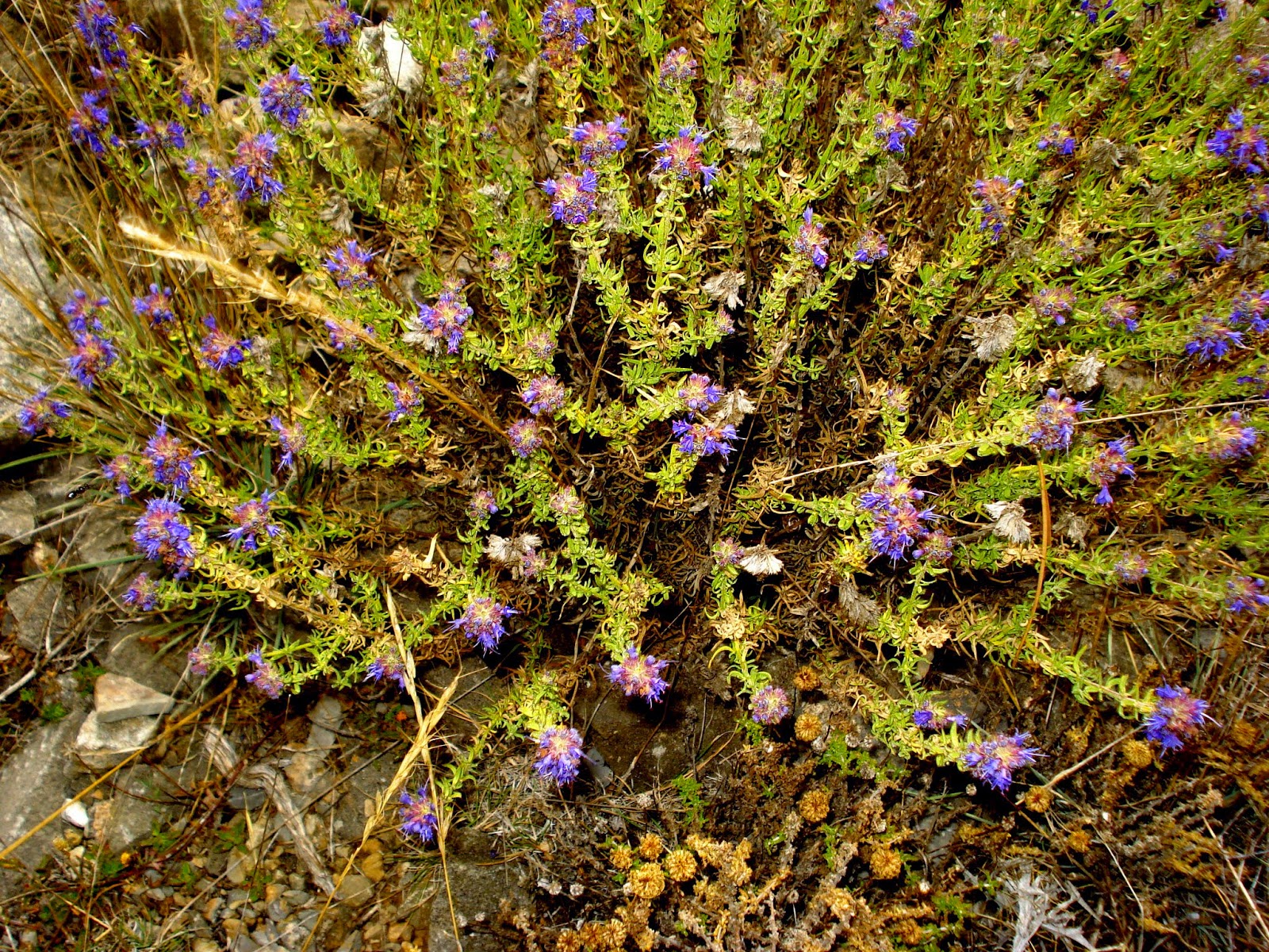 Hierbas medicinales para dejar de fumar. DSC01135