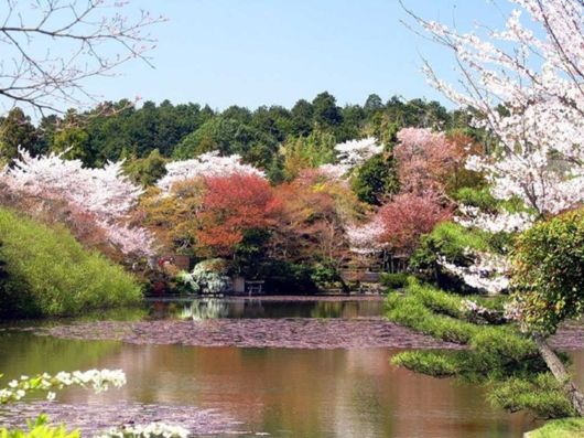 الطبيعة الساحره في اليابان Spring_season_japan_19