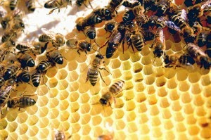 This new finding explains why Bees are disappearing  800px-Todd_Huffman_-_Lattice_by-300x199