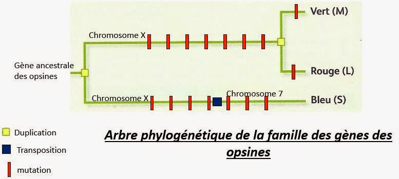 November's Girl and roses - Page 13 Famille%2Bmultigenique%2Bopsine