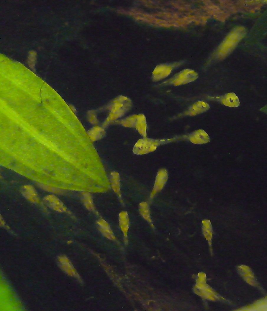 PELVICACHROMIS PULCHER VPELVICACHROMIS-LPD-4