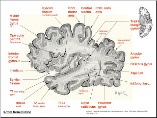   صور طبية التشريح - Anatomy   Sixth part 20-22