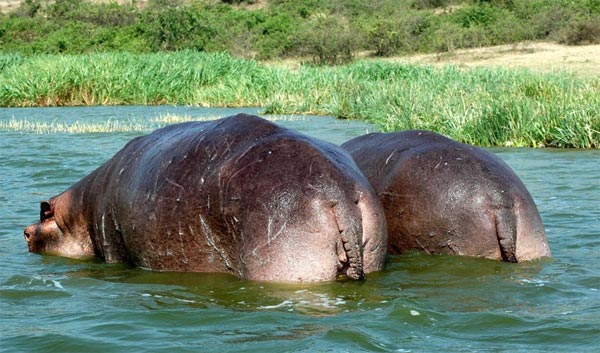 நீர் யானையை நேரில் பார்த்திருக்கிறீர்களா? Hippopotamus_9