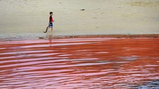 Australie, Les plages de Sydney virent au rouge sang Plage