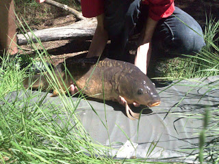 Sesión de carpfishing en embalse IMG-20130615-WA0038