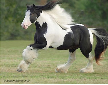 Yinka and Yinko Kyōzō Clydesdale