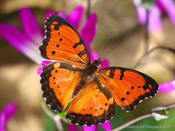 لمحبى صور الفراشات Butterfly-museum-21