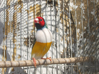 As minhas aves exóticas DSCF5935