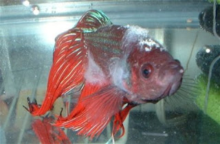 Identification des maladies des Bettas (et d'autres poissons) 09