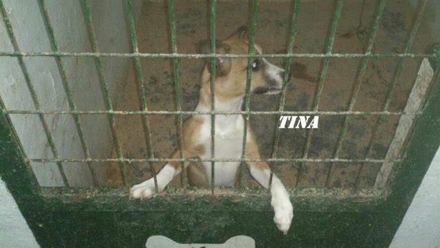 TINA. Cachorra de 6 meses de tanaño mediano en Hellin (Albacete ) (PE) TINA