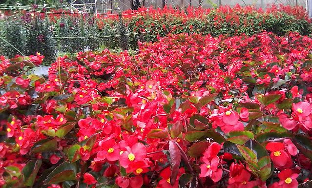  Bunga Balinea Taman%2BBegonia%2B02