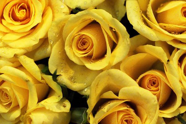 மஞ்சள் மலர்கள். Yellowroses