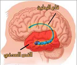 ما هو الصرع ؟ Hippocampus