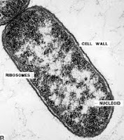 Enxergando além de Darwin I: a metáfora da máquina  Bacterium