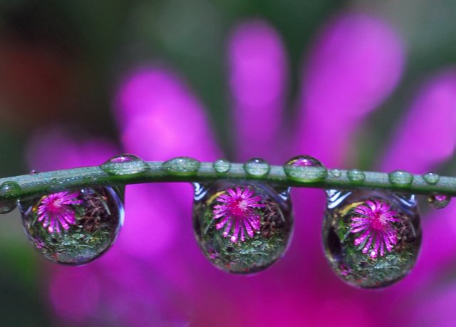 زهرات... بعيون قطرات الندى Flowers-in-Water-Drops-Photos-17