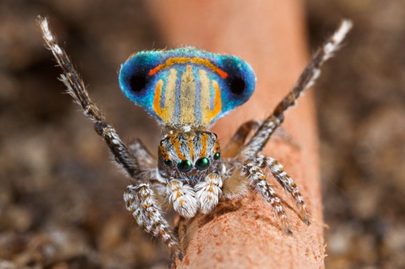 اجمل عنكبوت فى العالم Image040-580x386