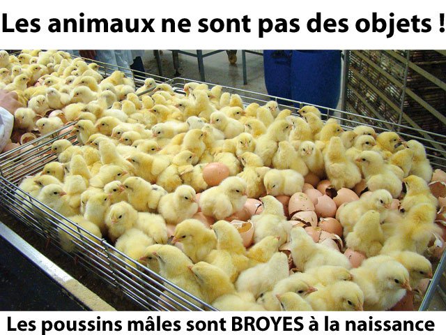 Des caméras dans les abattoirs seraient elles souhaitables ? Dfkjgri