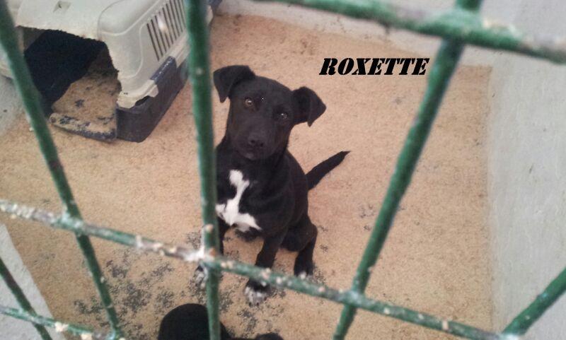 ROXETE. Cachorra de 4 meses de tamaño grande en Hellin ( Albacete ) (PE) ROXETTE1