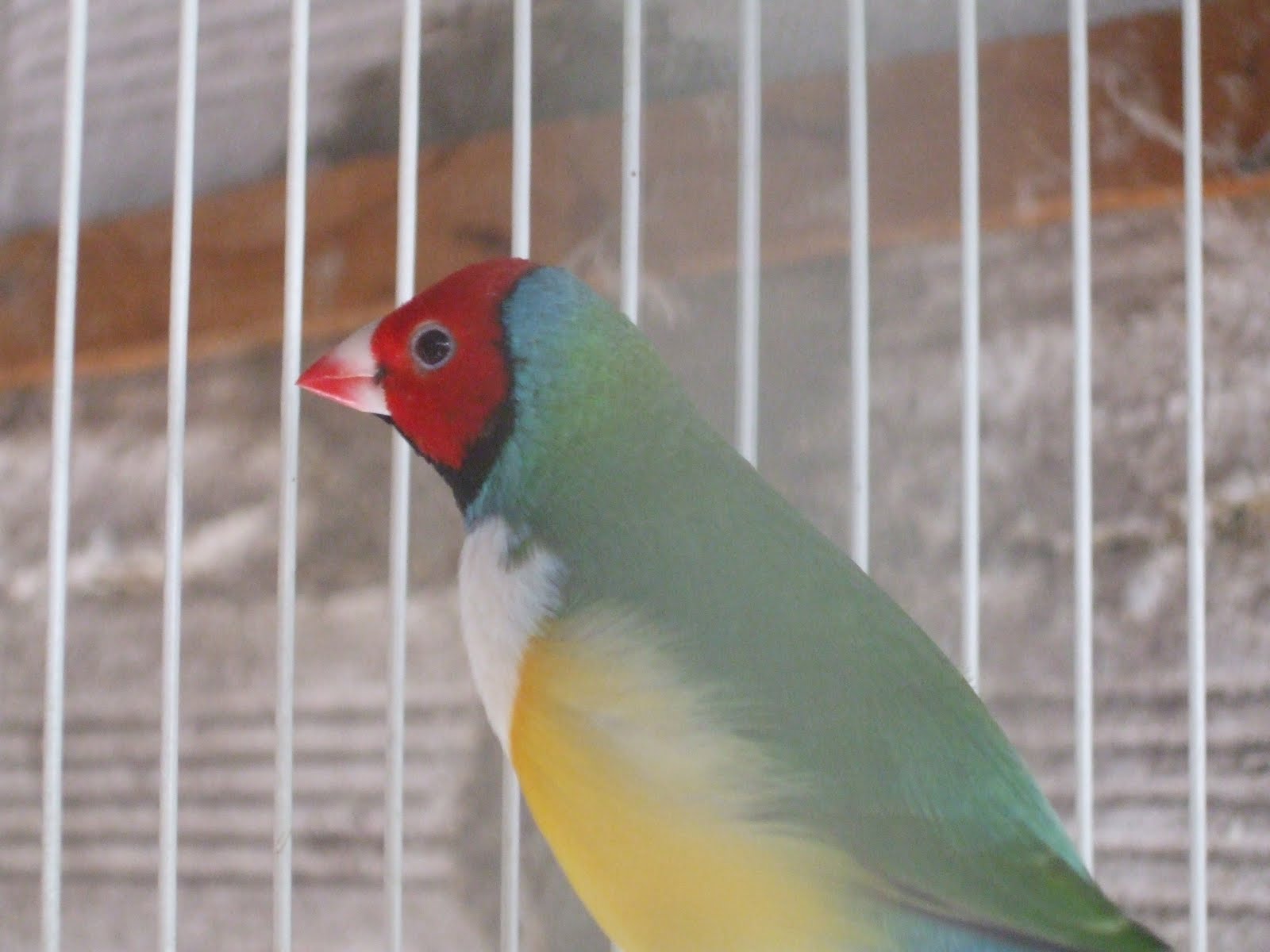 Macho de Diamante de Gould  DSCF5928