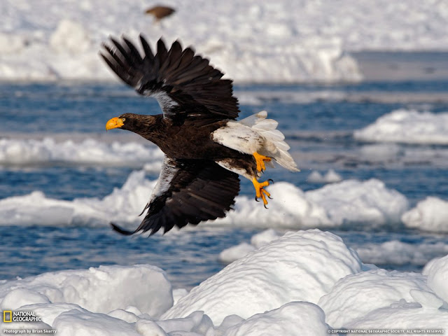 صور مذهلة للنسور القطبية  Stunning-Sea-Eagle-Photographs-7