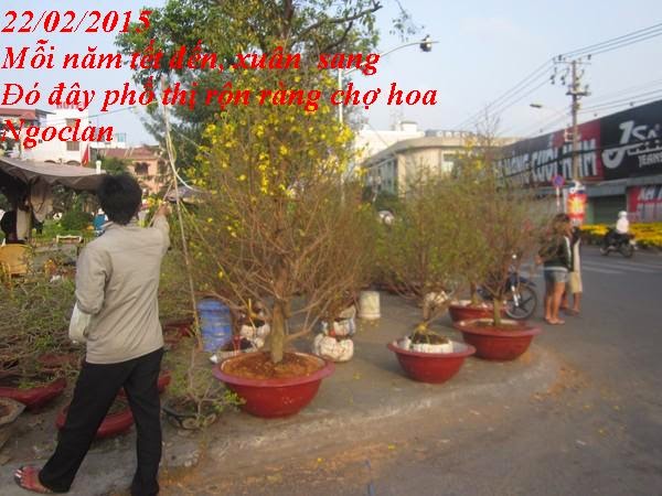 22/02/2015 DƯ ÂM: CHỢ HOA DỊP TẾT  Copy%2Bof%2B5%2B%28Copy%29