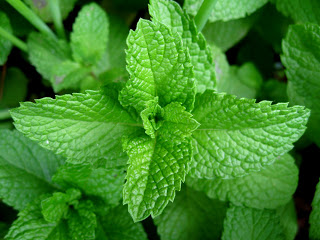 أفضل 10 علاجات عشبية في مطبخك!!! Mint-leaves-2007