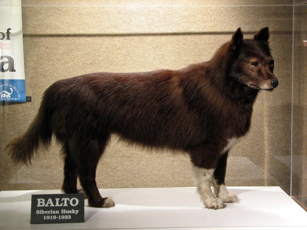 Historia real de balto  .%2BOn%2BMarch%2B19%252C%2B1927%252C%2BBalto%2Band%2Bthe%2Bother%2Bdogs%2Bwere%2Bgiven%2Ba%2Bhero%2527s%2Bwelcome%2Bin%2BCleveland.