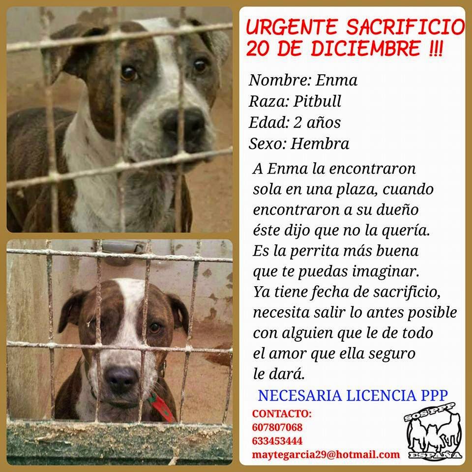 ENMA. Pitbull de 2 años en la perrera de Hellin ( Albacete ). Sacrificio 20 de diciembre (PE) ENMA%2B2