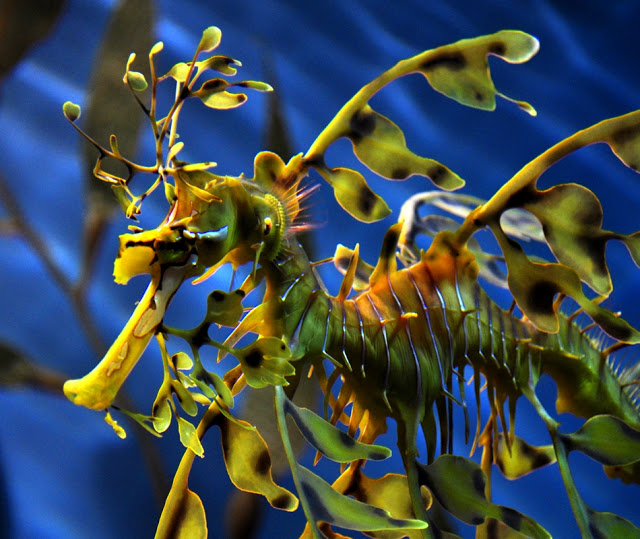 DRAGONES EN EL MAR Leafy_sea_dragon_by_Ta-graphy