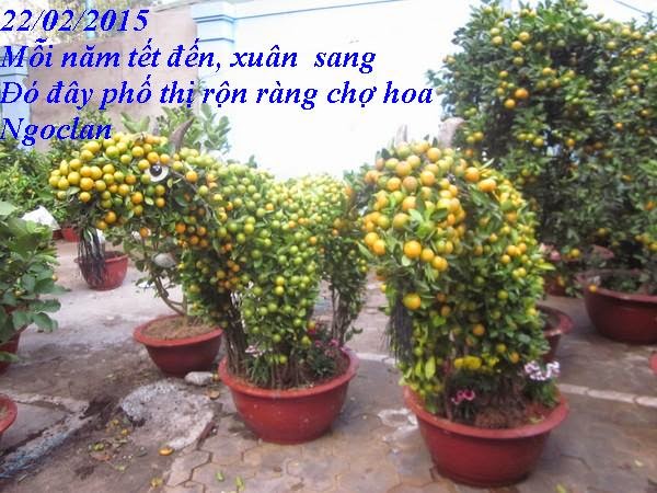 22/02/2015 DƯ ÂM: CHỢ HOA DỊP TẾT  Copy%2Bof%2B3%2B%28Copy%29