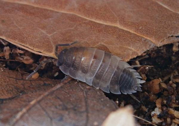 Hisserdude's Isopods P.scaberwhite%25233