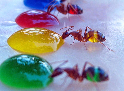 النمل الملون 111