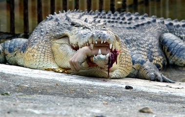 முதலைகள் Capt.tpe80404121015.taiwan_crocodile_attack_tpe804