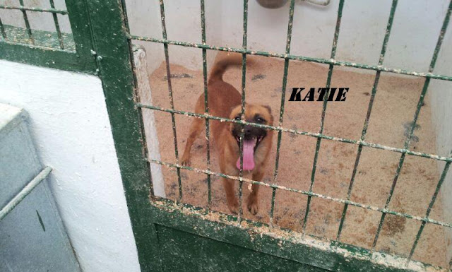 KATIE. Hembra de 2 años de tamaño mediano en Hellin ( Albacete ) (PE) KATIE