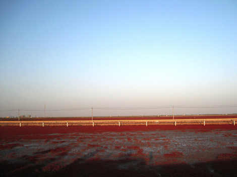 Red Beach in Panjin  Red_beach_in_panjin32c7e44af2f4a982869b