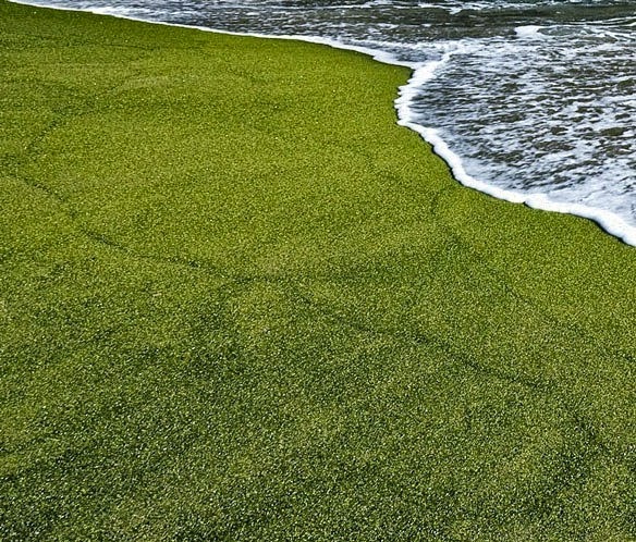 Papakolea, The Green Sand Beach in Hawaii  Papakolea-Green-Sand-Beach-Hawaii-Mahana-Beach-02