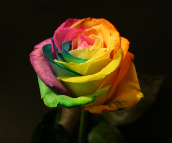 இயற்கையான வானவில்ரோஜாக்கள் கண்டுமகிழ Rainbow-roses3