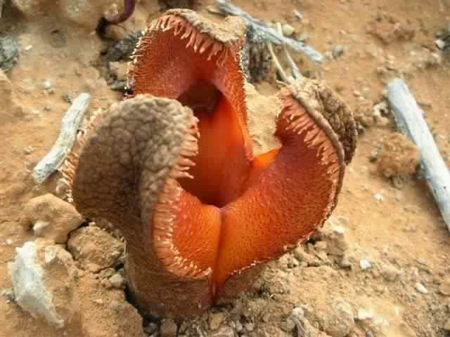 اغرب النباتات حول العالم Hydnora%2Bafricana