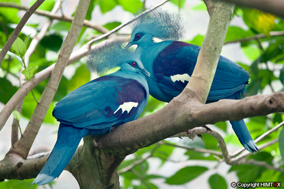   ليست حمامةً بالشكل التقليدي الذي نعرفه للحمام بل تبدو أقرب لكائن خيالي Crowned_Pigeon01