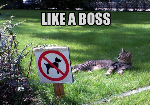 Post Funny Stuff - Page 3 Like-a-boss-meme-cat