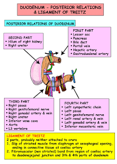   صور طبية التشريح - Anatomy    Fifth Part Abdomen and Pelvis AB044