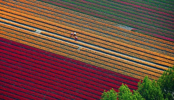 இவைகளை பார்க்கும் போது உங்களுக்கு என்ன தோணுறது Most-Spectacular-Tulip-Fields-of-the-World-04-600x346