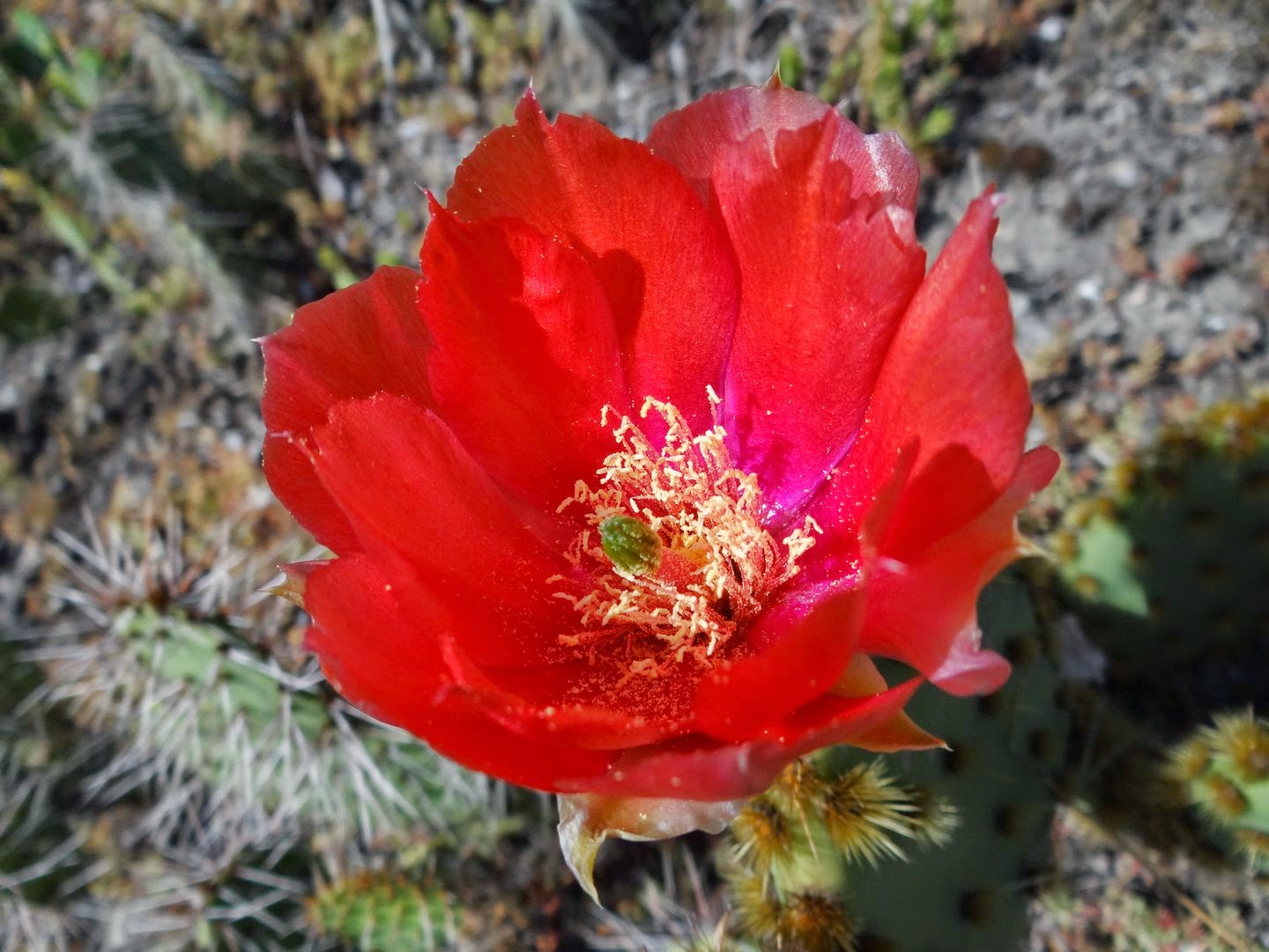 Opuntia aciculata DSC05338