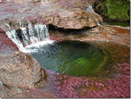  من أجمل الانهار وأروعها نهر كانو كريستال  Canocristales13-thumb